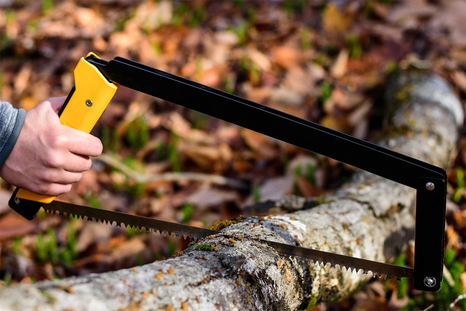 Agawa Canyon Boreal 24 13 Agawa Canyon Boreal 24 – Image 13